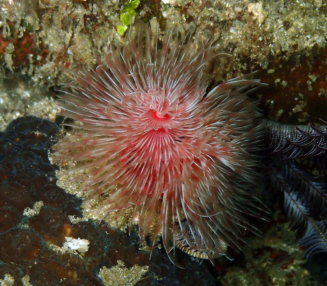 Protula_magnifica Monument, Lembeh. night dive. Geotagged,Indonesia,Protula magnifica,Spring