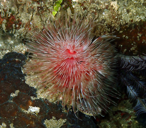 Protula_magnifica Monument, Lembeh. night dive. Geotagged,Indonesia,Protula magnifica,Spring