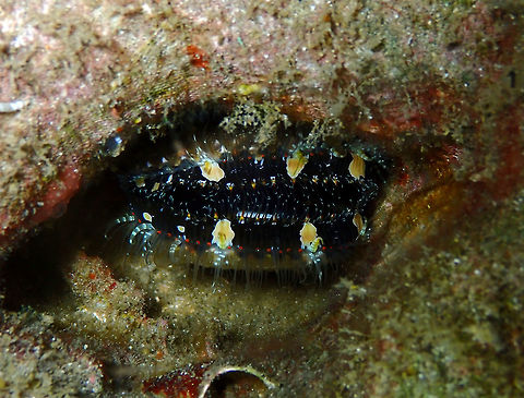 Variable Thorny Oyster (Spondylus varius) Monument, lembeh. Night dive. Geotagged,Indonesia,Spondylus varius,Spring
