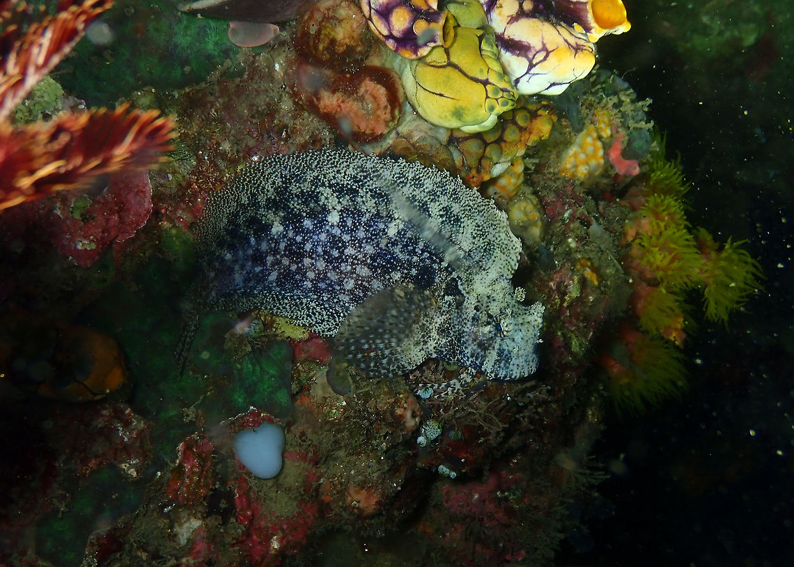 Seram Blenny (Salarias ceramensis) Monument, Lembeh. Night dive. Geotagged,Indonesia,Salarias ceramensis,Spring