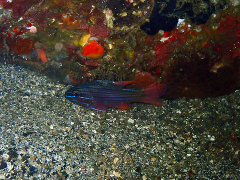 Ostorhinchus_multilineatus OLYMPUS DIGITAL CAMERA Geotagged,Indonesia,Many-lined cardinalfish,Ostorhinchus multilineatus,Spring