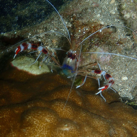 Banded Coral Shrimp (Stenopus hispidus) Monument, Lembeh. Night dive. Banded coral shrimp,Geotagged,Indonesia,Spring,Stenopus hispidus