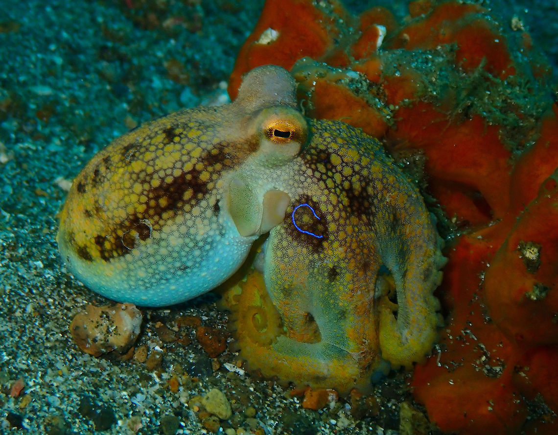 Ocellated Blue Ring Octopus (Amphioctopus mototi) Pantai Parigi, Lembeh.<br />
his rather small Octopus can be easily identified by its two blue Rings (one on each side) that it displays when excited or threatened. The normal colouration is brown/beige and in addition to the spots it can also show a white-yellow/brown stripe pattern. The Mototi Octopus is usually found in Black Sand and preferrs to stay in places where it can hide: Shells, Cans, Bottles, Sponges etc.<br />
The Mototi Octopus is poisonous and can have the size of a Blue Ringed Octopus or also grow to a Body size of 10cm.<br />
<a href="http://www.nad-lembeh.com/blog/critters/creature-feature/753/creature-feature-mototi-octopus/" rel="nofollow">http://www.nad-lembeh.com/blog/critters/creature-feature/753/creature-feature-mototi-octopus/</a> Amphioctopus mototi,Geotagged,Indonesia,Occelated Blue-ringed Octopus,Spring