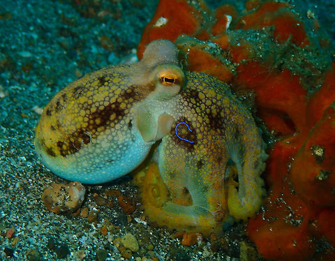Ocellated Blue Ring Octopus (Amphioctopus mototi) Pantai Parigi, Lembeh.
his rather small Octopus can be easily identified by its two blue Rings (one on each side) that it displays when excited or threatened. The normal colouration is brown/beige and in addition to the spots it can also show a white-yellow/brown stripe pattern. The Mototi Octopus is usually found in Black Sand and preferrs to stay in places where it can hide: Shells, Cans, Bottles, Sponges etc.
The Mototi Octopus is poisonous and can have the size of a Blue Ringed Octopus or also grow to a Body size of 10cm.
http://www.nad-lembeh.com/blog/critters/creature-feature/753/creature-feature-mototi-octopus/ Amphioctopus mototi,Geotagged,Indonesia,Occelated Blue-ringed Octopus,Spring