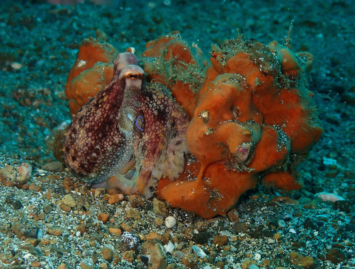 Ocellated Blue-Ringed Octopus (Amphioctopus mototi) Pantai Parigi, Lembeh.<br />
The same octopus as in previous spotting but with different coloration. He was still not too excited so his ring was less intense. He is very venomous and dangerous, by the way! Amphioctopus mototi,Geotagged,Indonesia,Occelated Blue-ringed Octopus,Spring