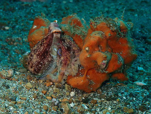 Ocellated Blue-Ringed Octopus (Amphioctopus mototi) Pantai Parigi, Lembeh.
The same octopus as in previous spotting but with different coloration. He was still not too excited so his ring was less intense. He is very venomous and dangerous, by the way! Amphioctopus mototi,Geotagged,Indonesia,Occelated Blue-ringed Octopus,Spring
