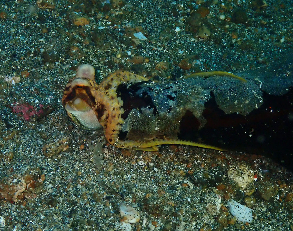 Ocellated Blue-Ringed Octopus (Amphioctopus mototi Pantai Parigi, Lembeh.<br />
A third pic of the same mototi. After feeling too much attention he decided to go hiding in a bottle :-) Amphioctopus mototi,Geotagged,Indonesia,Occelated Blue-ringed Octopus,Spring
