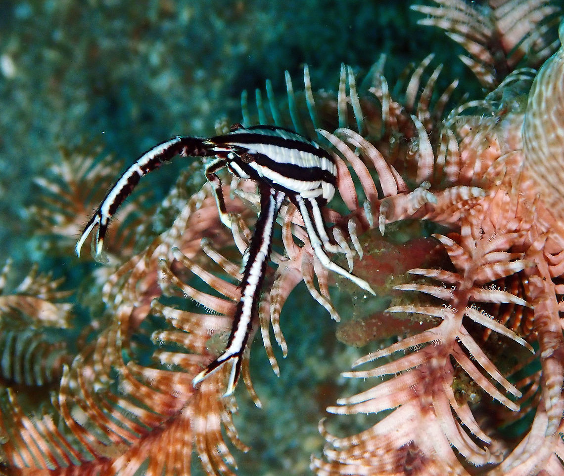 Elegant Crinoid Squat Lobster (Allogalathea elegans) Pantai Parigi, Lembeh. Allogalathea elegans,Geotagged,Indonesia,Spring