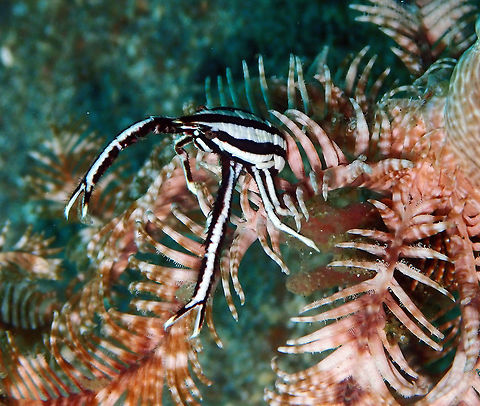 Elegant Crinoid Squat Lobster (Allogalathea elegans) Pantai Parigi, Lembeh. Allogalathea elegans,Geotagged,Indonesia,Spring