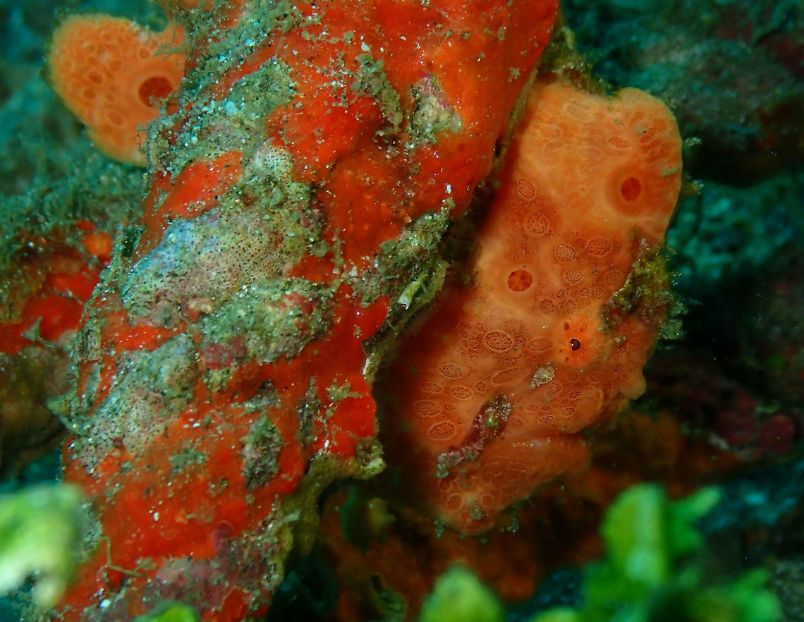 Painted Frogfish (Antennarius pictus) Pantai Parigi, Lembeh. Antennarius pictus,Geotagged,Indonesia,Painted frogfish,Spring