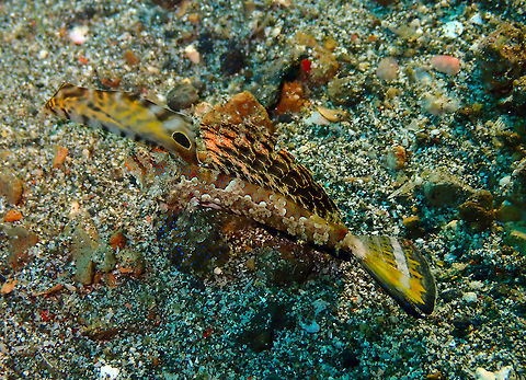 Kuiter's dragonet (Dactylopus kuiteri) Pantai Parigi, Lembeh. Dactylopus kuiteri,Geotagged,Indonesia,Spring