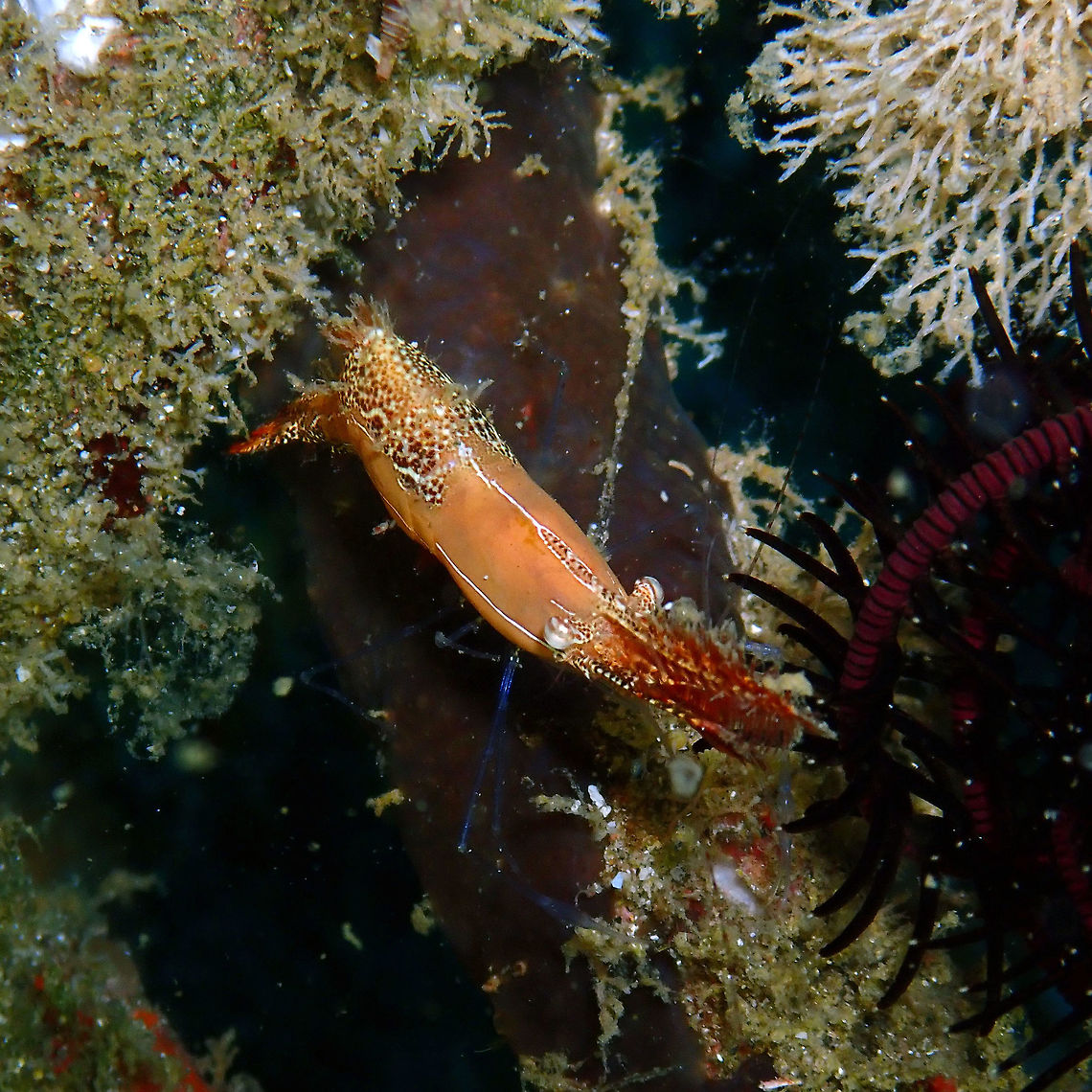Donald Duck Shrimp (Leander plumosus) Pantai Parigi, Lembeh.<br />
Another species with epic name :-) Geotagged,Indonesia,Leander Plumosus,Pipefish Shrimp,Spring