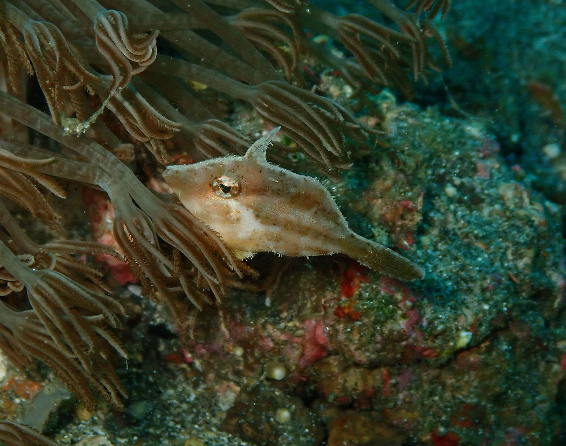 Japanese Filefish (Paramonacanthus japonicus) Pantai Parigi, Lembeh.<br />
Also called Shortsnout Filefish. Geotagged,Indonesia,Paramonacanthus japonicus,Spring