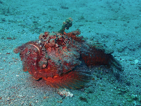 Estuarine stonefish (Synanceia horrida) Pantai Parigi, Lembeh. Geotagged,Indonesia,Spring,Synanceia horrida