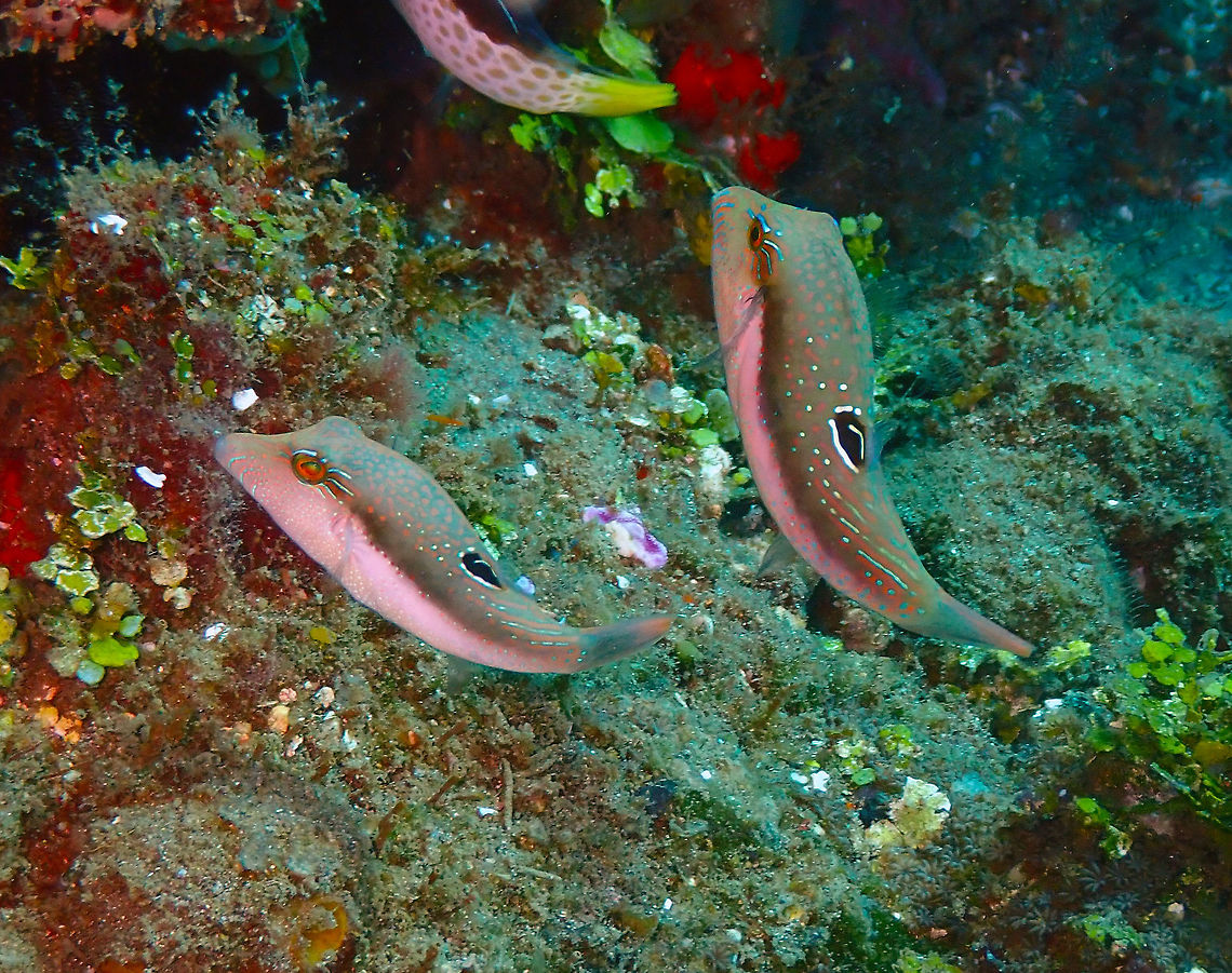 Bennett's Sharpnose Puffer (Canthigaster bennetti) Pantai Parigi, Lembeh. Bennett's pufferfish,Canthigaster bennetti,Geotagged,Indonesia,Spring