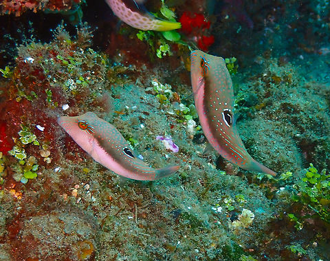 Bennett's Sharpnose Puffer (Canthigaster bennetti) Pantai Parigi, Lembeh. Bennett's pufferfish,Canthigaster bennetti,Geotagged,Indonesia,Spring