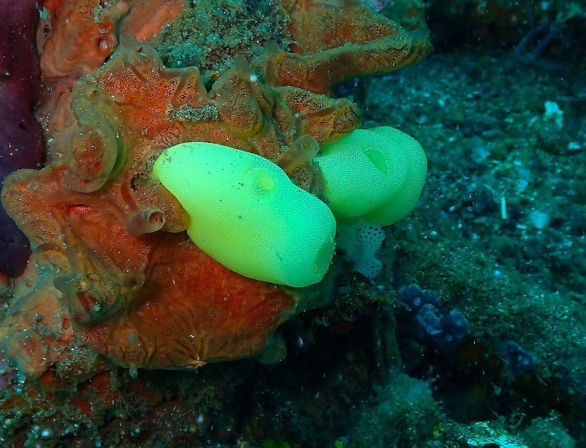 Yellow Sea Squirt (Phallusia julinea) Pantai Parigi, Lembeh. Geotagged,Indonesia,Phallusia julinea,Spring,Yellow Sea Squirt