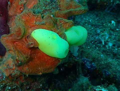 Yellow Sea Squirt (Phallusia julinea) Pantai Parigi, Lembeh. Geotagged,Indonesia,Phallusia julinea,Spring,Yellow Sea Squirt