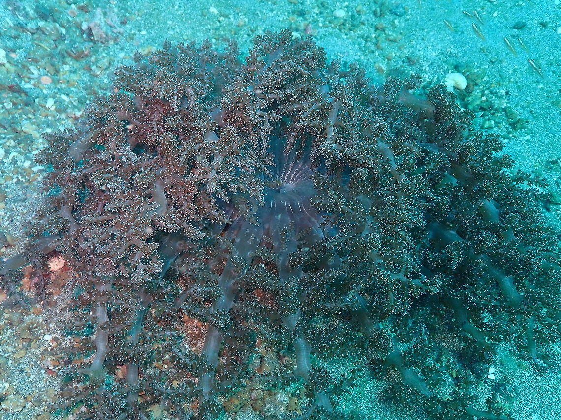 Hell's Fire Anemone (Actinodendron plumosum) Pantai Parigi, Lembeh. Actinodendron plumosum,Geotagged,Hell's Fire Anemone,Indonesia,Spring