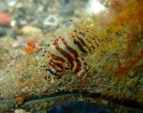 Dwarf lionfish (Dendrochirus brachypterus) Kareko Batu, Lembeh. Dendrochirus brachypterus,Dwarf lionfish,Geotagged,Indonesia,Spring