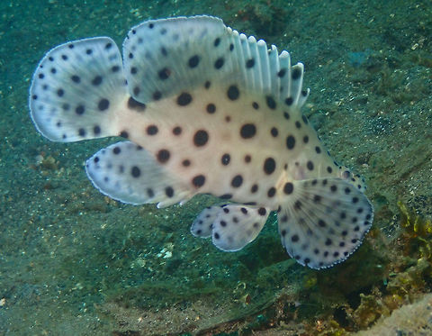 Barramundi cod (Cromileptes altivelis) Kareko Batu, Lembeh. Cromileptes altivelis,Geotagged,Indonesia,Spring