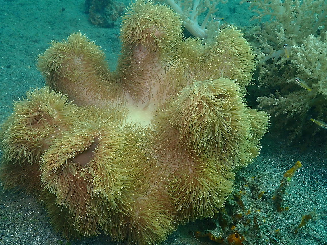 Leather Coral (Sarcophyton sp.) Kareko Batu, Lembeh. Geotagged,Indonesia,Sarcophyton glaucum,Spring,sarcophyton glaucum