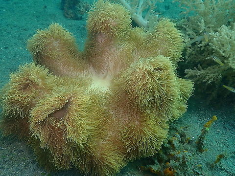 Leather Coral (Sarcophyton sp.) Kareko Batu, Lembeh. Geotagged,Indonesia,Sarcophyton glaucum,Spring,sarcophyton glaucum