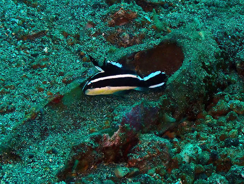 Painted sweetlips (Diagramma pictum) - juvenile Pantai Parigi, Lembeh. Diagramma pictum,Geotagged,Indonesia,Painted sweetlips,Spring