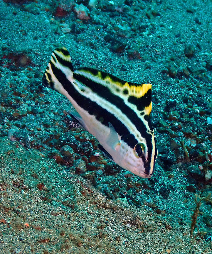 Painted sweetlips (Diagramma pictum) - older juvenile Pantai Parigi, Lembeh. Diagramma pictum,Geotagged,Indonesia,Painted sweetlips,Spring