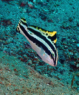 Painted sweetlips (Diagramma pictum) - older juvenile Pantai Parigi, Lembeh. Diagramma pictum,Geotagged,Indonesia,Painted sweetlips,Spring