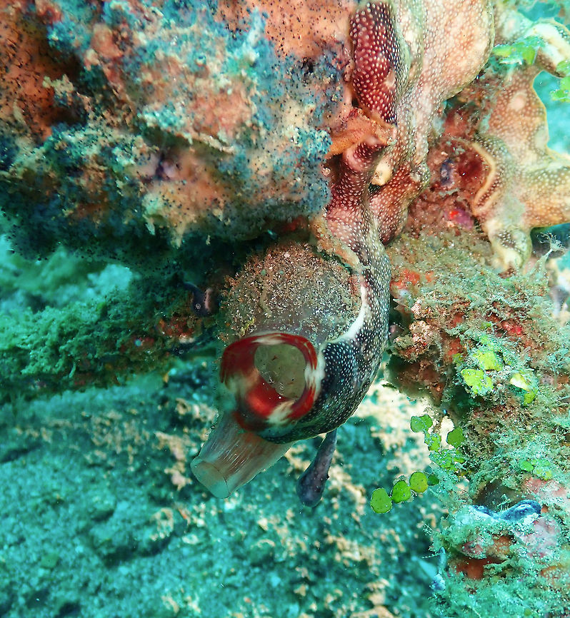 Red-throated ascidian (Herdmania momus) Pantai Parigi, Lembeh. Geotagged,Herdmania momus,Indonesia,Spring