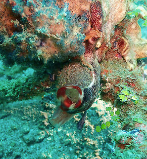 Red-throated ascidian (Herdmania momus) Pantai Parigi, Lembeh. Geotagged,Herdmania momus,Indonesia,Spring