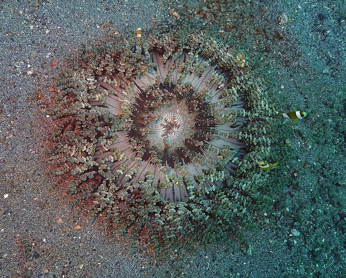Beaded sea anemone (Heteractis aurora) Pantai Parigi, Lembeh. Beaded sea anemone,Geotagged,Heteractis aurora,Indonesia,Spring