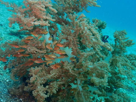 Broccoli coral (Litophyton arboreum) Pantai Parigi, Lembeh. Geotagged,Indonesia,Litophyton arboreum,Litophyton_arboreum,Spring