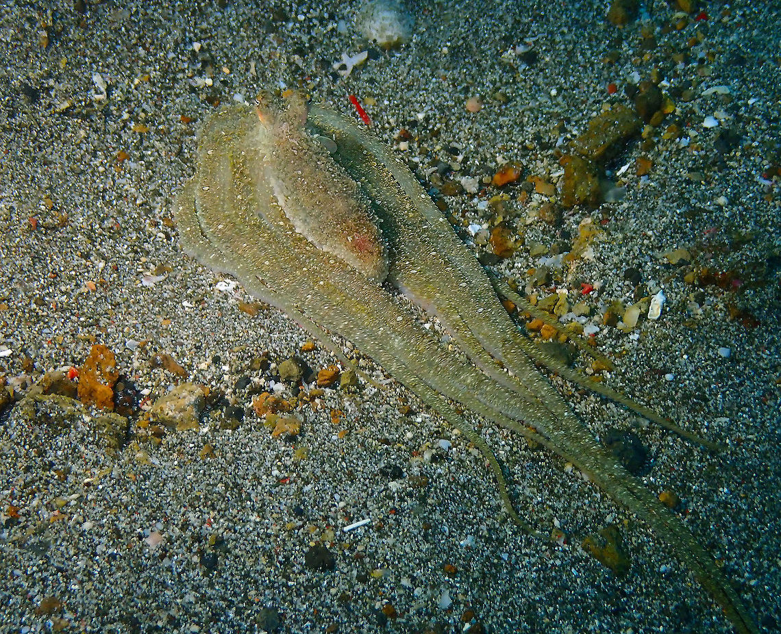 Lilliput longarm octopus -Macrotritopus defilippi (ID Tentative) Pantai Parigi, Lembeh.<br />
They imitate flounders to sneak away.<br />
ID tentative. It mus be a very similar species to Macrotritopus defilippi, if not the same. However the distribution is different, reason why I say is tentative.  Abdopus,Geotagged,Indonesia,Lilliput longarm octopus,Long-Armed Octopus,Macrotritopus defilippi,Octopus,Spring