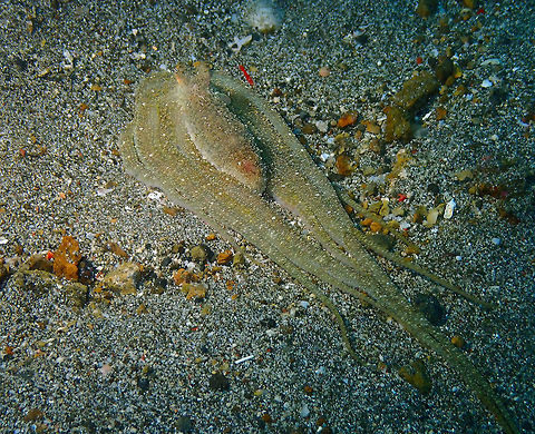 Lilliput longarm octopus -Macrotritopus defilippi (ID Tentative) Pantai Parigi, Lembeh.
They imitate flounders to sneak away.
ID tentative. It mus be a very similar species to Macrotritopus defilippi, if not the same. However the distribution is different, reason why I say is tentative.  Abdopus,Geotagged,Indonesia,Lilliput longarm octopus,Long-Armed Octopus,Macrotritopus defilippi,Octopus,Spring