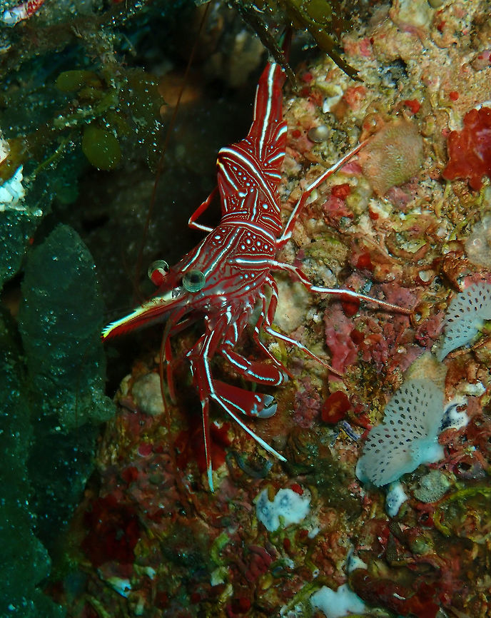 Hingebeak prawn (Rhynchocinetes durbanensis) Pantai Parigi, Lembeh. Geotagged,Indonesia,Rhinchocinetes durbanensis,Rhynchocinetes durbanensis,Spring