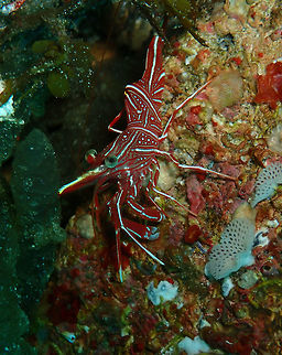 Hingebeak prawn (Rhynchocinetes durbanensis) Pantai Parigi, Lembeh. Geotagged,Indonesia,Rhinchocinetes durbanensis,Rhynchocinetes durbanensis,Spring