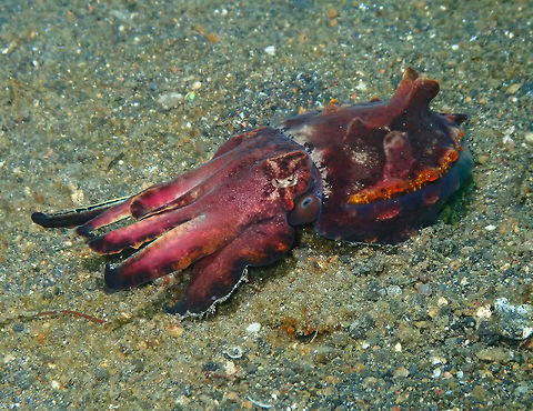 Flamboyant cuttlefish (Metasepia pfefferi)-1 Jahir, Lembeh. Flambuoyant Cuttlefish,Geotagged,Indonesia,Metasepia pfefferi,Spring