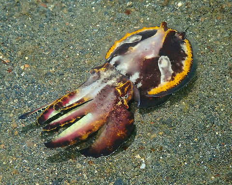 Flamboyant cuttlefish (Metasepia_pfefferi)-Changed colors Jahir, Lembeh.
The same animal as in previous picture, changing colors when feeling threatened. Flambuoyant Cuttlefish,Geotagged,Indonesia,Metasepia pfefferi,Spring