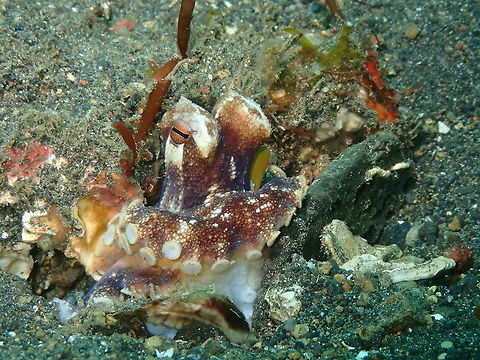 Coconut Octopus (Amphioctopus_marginatus)-1 Jahir, Lembeh.

https://www.jungledragon.com/image/63301/coconut_octopus_amphioctopus_marginatus-2.html Amphioctopus marginatus,Coconut octopus,Geotagged,Indonesia,Spring