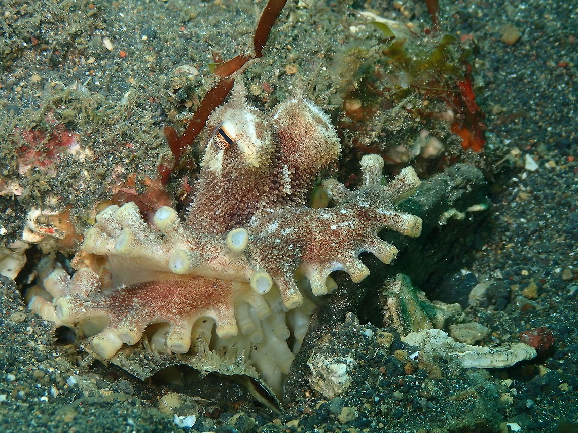 Coconut Octopus (Amphioctopus_marginatus)-2 Jahir, Lembeh. Is the same octopuses as in the previous spotting. it is just to show how not only can change colors but also texture. In further spottings I will show interesting color changes for this species.<br />
<br />
<figure class="photo"><a href="https://www.jungledragon.com/image/63300/coconut_octopus_amphioctopus_marginatus-1.html" title="Coconut Octopus (Amphioctopus_marginatus)-1"><img src="https://s3.amazonaws.com/media.jungledragon.com/images/2298/63300_thumb.JPG?AWSAccessKeyId=05GMT0V3GWVNE7GGM1R2&Expires=1759968010&Signature=iCMb1BuCcs1xKMCkdCbY2rjWQzQ%3D" width="200" height="150" alt="Coconut Octopus (Amphioctopus_marginatus)-1 Jahir, Lembeh.<br />
<br />
https://www.jungledragon.com/image/63301/coconut_octopus_amphioctopus_marginatus-2.html Amphioctopus marginatus,Coconut octopus,Geotagged,Indonesia,Spring" /></a></figure> Amphioctopus marginatus,Coconut octopus,Geotagged,Indonesia,Spring