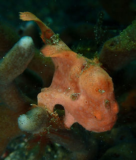 Painted Frogfish (Antennarius pictus) Jahir, Lembeh. Antennarius pictus,Geotagged,Indonesia,Painted frogfish,Spring