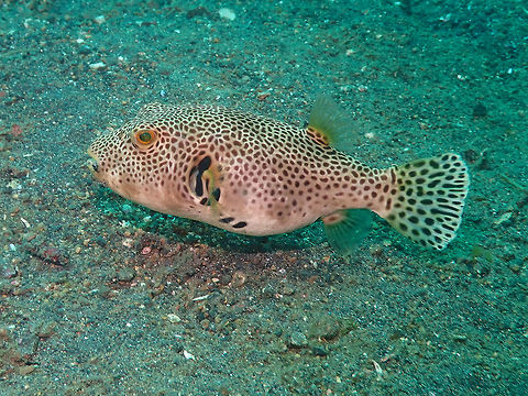 Stellate Pufferfish (Arothron stellatus) Jahir, Lembeh. Arothron stellatus,Geotagged,Indonesia,Spring,Starry puffer