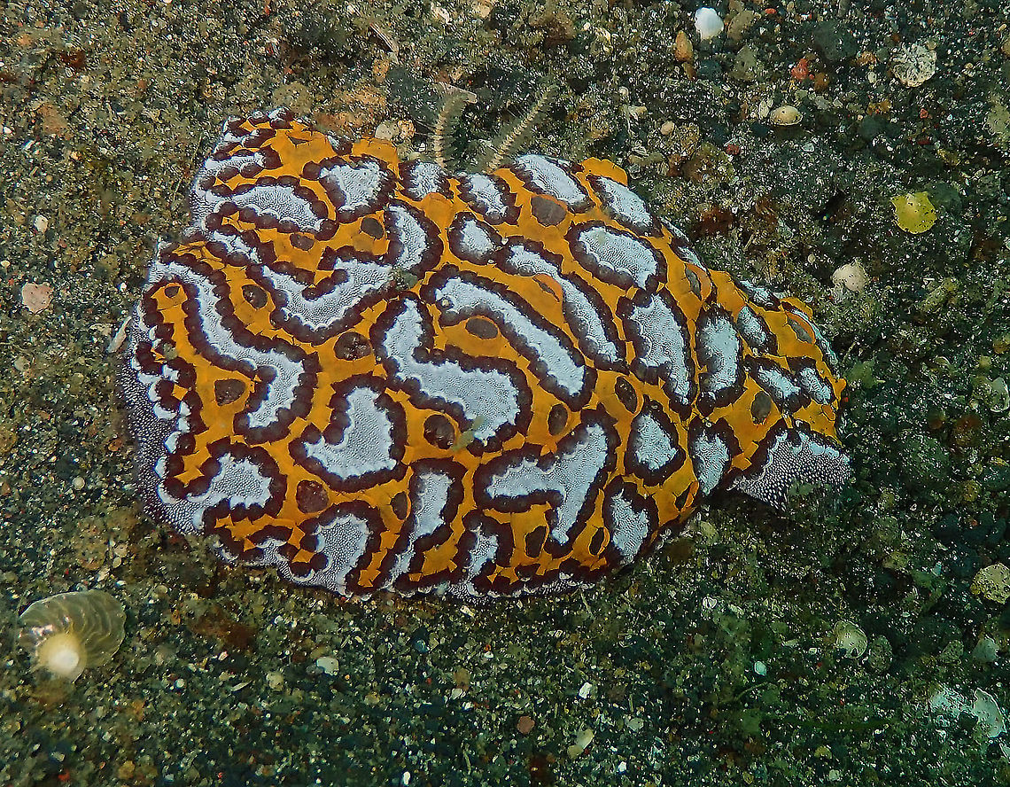 Botrylloides leachii Tunicate Jahir, Lembeh.<br />
Took me a while to find out what it was! Botrylloides leachii,Geotagged,Indonesia,Spring