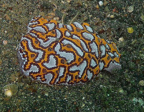 Botrylloides leachii Tunicate Jahir, Lembeh.
Took me a while to find out what it was! Botrylloides leachii,Geotagged,Indonesia,Spring