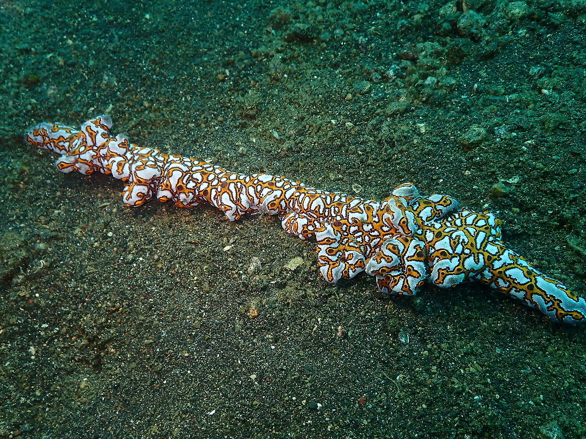 Tunicate (Botrylloides leachii) Jahir, Lembeh.<br />
This is how weird the shape of these tunicate colonies can get. And you can find them in the middle of a bare sandy bottom, just like that. Botrylloides leachii,Geotagged,Indonesia,Spring