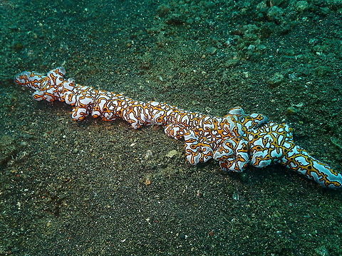 Tunicate (Botrylloides leachii) Jahir, Lembeh.
This is how weird the shape of these tunicate colonies can get. And you can find them in the middle of a bare sandy bottom, just like that. Botrylloides leachii,Geotagged,Indonesia,Spring