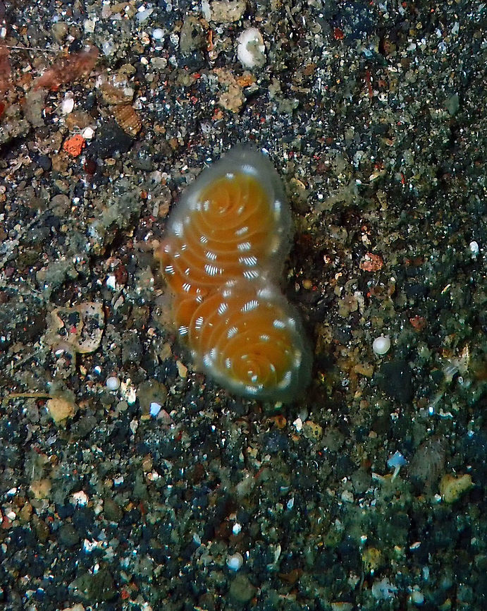 Marine Horseshoe Worm (Phoronopsis californica) Jahir, Lembeh.<br />
In Wikipedia it mentions only temperate areas but I see links to Indonesia spottings as well;<br />
<a href="https://reefguide.org/pixhtml/phoronopsiscalifornica1.html" rel="nofollow">https://reefguide.org/pixhtml/phoronopsiscalifornica1.html</a><br />
In this link they even saw it in the same dive site as me. See:<br />
<a href="https://www.diverosa.com/categories/Worms.htm" rel="nofollow">https://www.diverosa.com/categories/Worms.htm</a> Geotagged,Indonesia,Phoronopsis,Phoronopsis californica,Spring
