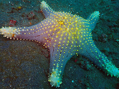 Honeycomb Sea Star - Pentaceraster alveolatus  Geotagged,Honeycomb sea star,Indonesia,Pentaceraster alveolatus,Spring